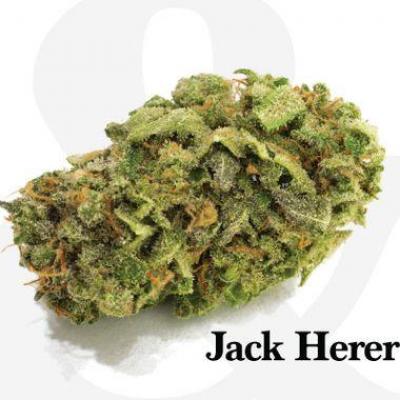 Jack herer cbd